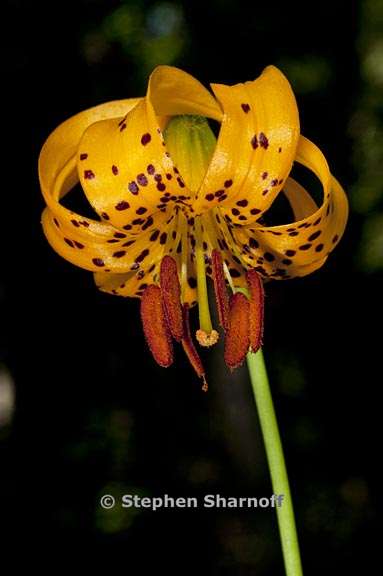 lilium kelleyanum 1 graphic